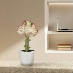Euphorbia lactea Cristata rood - 35 cm - ø12 (8721081685055)