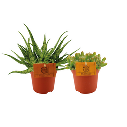 Aloe Spider/Hylocereus Undatus Duo - 2 stuks (30369)