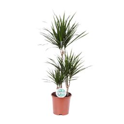 Dracaena Marginata (8720634285537)