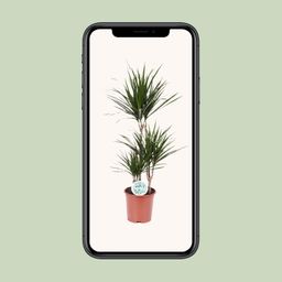 Dracaena Marginata (8720634285537)