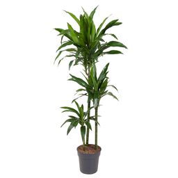 Dracaena Janet Craig - 150 cm - ø24 (8721055692454)
