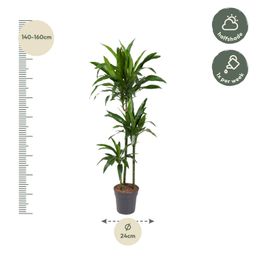 Dracaena Janet Craig - 150 cm - ø24 (8721055692454)