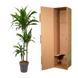 Dracaena Janet Craig - 150 cm - ø24 (8721055692454)