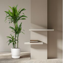 Dracaena Janet Craig - 150 cm - ø24 (8721055692454)