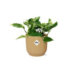 Scindapsus (Epipremnum) Marble Queen in ELHO Vibes Fold 14cm geel (21681)