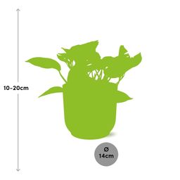 Scindapsus (Epipremnum) Marble Queen in ELHO Vibes Fold 14cm geel (21681)
