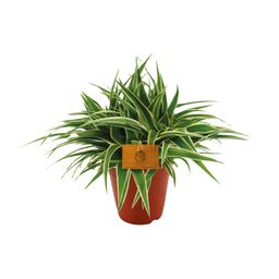 Chlorophytum Ocean (12960)