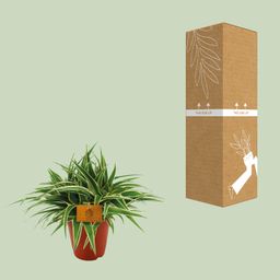 Chlorophytum Ocean (12960)