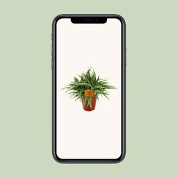 Chlorophytum Ocean (12960)