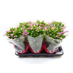 Schlumbergera 17 Cm Rose (25352)