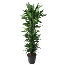 Dracaena Janet Lind vertakt - 170 cm - ø34 (8721055692539)