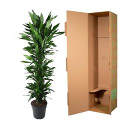 Dracaena Janet Lind vertakt - 170 cm - ø34 (8721055692539)