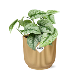 Scindapsus Pictus ‘Trebie’ in ELHO Vibes Fold 14cm geel (21682)