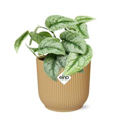 Scindapsus Pictus ‘Trebie’ in ELHO Vibes Fold 14cm geel (21682)