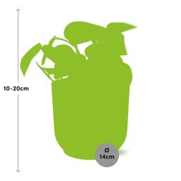 Scindapsus Pictus ‘Trebie’ in ELHO Vibes Fold 14cm geel (21682)