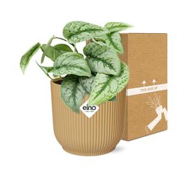 Scindapsus Pictus ‘Trebie’ in ELHO Vibes Fold 14cm geel (21682)