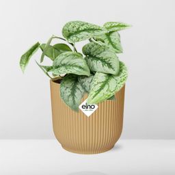 Scindapsus Pictus ‘Trebie’ in ELHO Vibes Fold 14cm geel (21682)