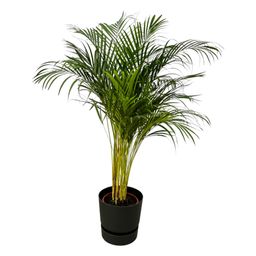 Areca palm - ↨130cm - Ø24cm inclusief elho Greenville Round zwart D30xH28 (8721081601932)