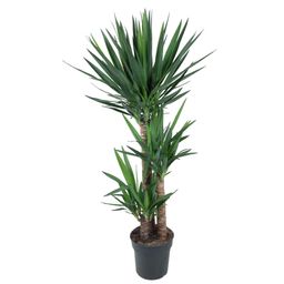 Yucca Elephantipe - 140 cm - ø24 (8721055692966)