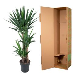 Yucca Elephantipe - 140 cm - ø24 (8721055692966)