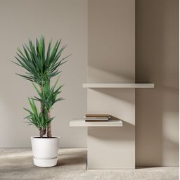 Yucca Elephantipe - 140 cm - ø24 (8721055692966)