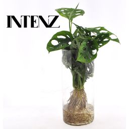 Monstera in Cylinder glas (11185)