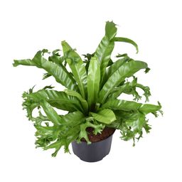 Asplenium Nidus Crissie (9723)