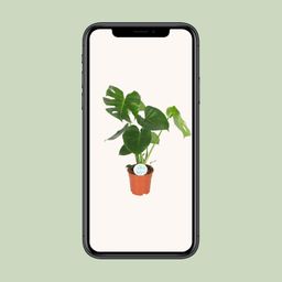 Monstera Deliciosa (8720634284868)