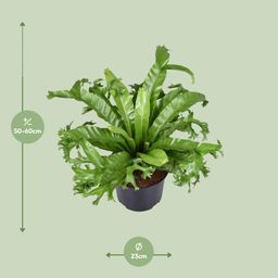 Asplenium Nidus Crissie (9723)