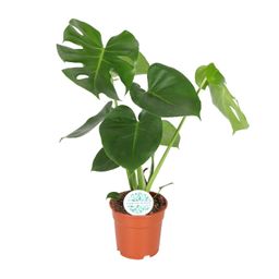 Monstera Deliciosa (8720634284868)
