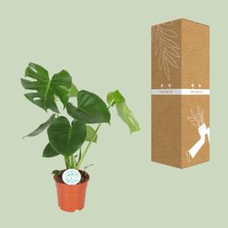 Monstera Deliciosa (8720634284868)