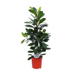 Ficus Cyathistipula (15899)