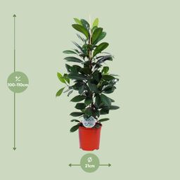 Ficus Cyathistipula (15899)