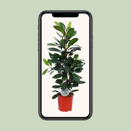 Ficus Cyathistipula (15899)