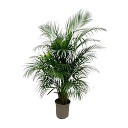 Dypsis Lutescens (Areca palm) 150 cm - ø24 (8721055693185)