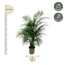 Dypsis Lutescens (Areca palm) 150 cm - ø24 (8721055693185)