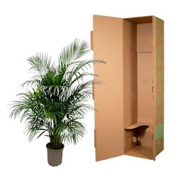 Dypsis Lutescens (Areca palm) 150 cm - ø24 (8721055693185)