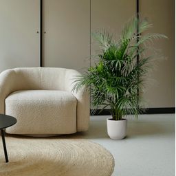 Dypsis Lutescens (Areca palm) 150 cm - ø24 (8721055693185)