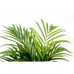 Dypsis Lutescens (Areca palm) 150 cm - ø24 (8721055693185)
