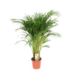 Dypsis Lutescens - Areca (8720634285377)