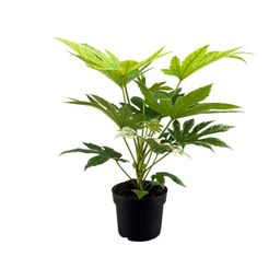 Fatsia Japonica Spider Web (16163)