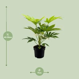 Fatsia Japonica Spider Web (16163)