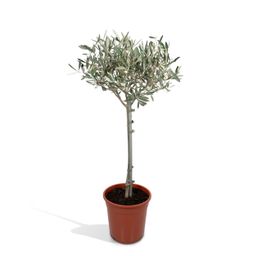 Olea (8720634287920)