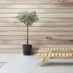 Olea (8720634287920)
