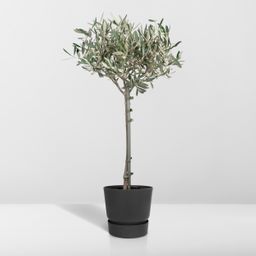 Olea (8720634287920)