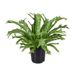 Asplenium Nidus Crissie (9745)