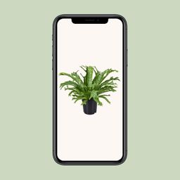 Asplenium Nidus Crissie (9745)