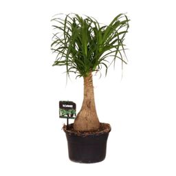 Beaucarnea Nolina - Ø19 ↕60 (11921)