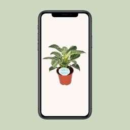 Philodendron Birkin (15837)