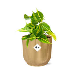 Philodendron Scandens ‘Brasil’ in ELHO Vibes Fold 14cm geel (21686)
